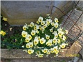 maćuhice - lat. Viola x wittrockiana (multiflora)